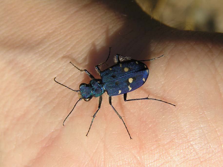 Cicindela campestris saphyrina